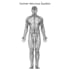 create professional 3d anatomical illustrations
