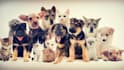 do a distance angel energy healing session for pets