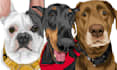 draw cartoon vector pet in 24 hours