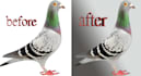 do professionals remove background