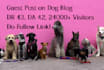 do a guest post on the pet blog