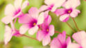 web designer and developer , web application, website