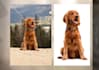 cut out images background removal professionally