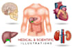 create anatomy, medical, and scientific illustrations