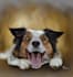do a digital paint