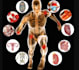 be your pharmacology, physiology, and anatomy tutor