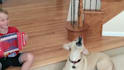 create 50 viral funny pet videos for your youtube channel