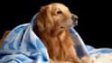 write high quality veterinary blog posts and pets articles