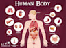 handle anatomy ,physiology ,medical case studies and analysis