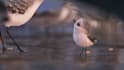 add logo and text in funny bird video