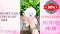 create monetizable cute funny pets compilation videos