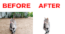 remove the background or greenscreen from your photos