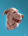 paint your pet digitally for cheap