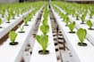 write articles and blogs on hydroponics