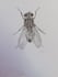 draw a scientific and biological drawing