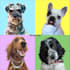 make custom vector illustration of your pet