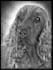retouch animal photo for engraving