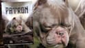 design dog stud, breeder, kennel banner, kennel flyer