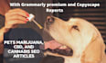 write pets marijuana, cbd, and cannabis SEO articles