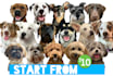 draw vector pet portrait from your pet photo