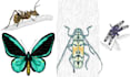 do colour insects illustration