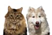 drawing vector illustration of a pet dog or cat