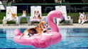create this funny video ad of dogs chilling at the pool