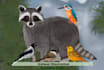 draw domestic and wild animal digital illustration