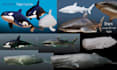 create realistic 3d creatures and animals