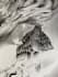 draw a black and white pencil illustration