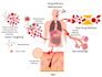 create detailed anatomy, medical, and scientific illustrations