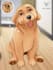 draw yours pet into disney cartoon