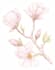 paint digital watercolor botanical illustration