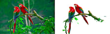 professionally remove background from image, cut out photos