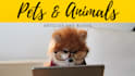 write pet articles and blogs for your dogs, and cats  etc