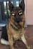 do your pet as a jojo character