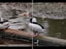do high quality video editing and colour grading
