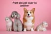 write a top quality blog on pets including cats and dogs