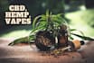 write cannabis cbd, marijuana, and vape blog posts