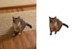remove your photo image background