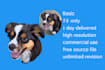 draw your pet into cartoon