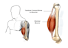 make medical and anatomy illustration