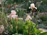 plan and desingn your garden
