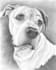 do pencil sketches according to the needs