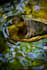 nature potography my contry
