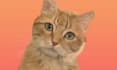 create a digital drawing of any animal in my style