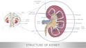 make medical illustrations, anatomy diagrams and presentations