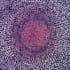 draw abstract digital illustrations and aboriginal art