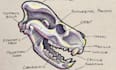 create technical illustrations and drawings
