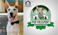 design a professional dog cartoon logo with copyright